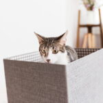 Gato listrado cinza e branco com olhos grandes e curiosos espiando para fora de uma caixa de papelão marrom, apenas a cabeça aparecendo por cima da borda, em um ambiente claro e aconchegante de casa