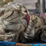 Gato cinza malhado relaxado lambendo a pata - inspiração de nome para gato