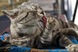 Gato cinza malhado relaxado lambendo a pata - inspiração de nome para gato