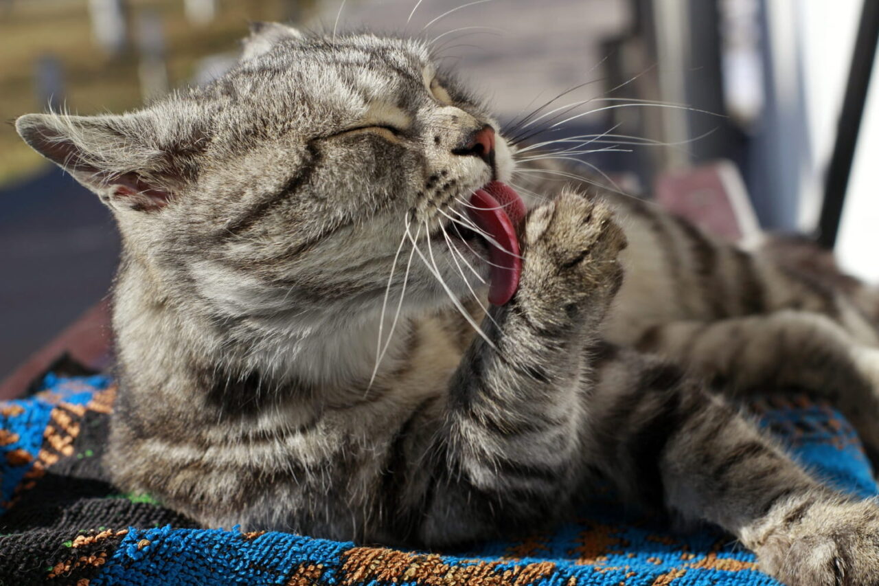 Gato cinza malhado relaxado lambendo a pata - inspiração de nome para gato