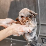 Mãos ensaboadas dando banho em um cachorro pequeno na banheira, demonstrando como dar banho em cachorro em casa de forma cuidadosa