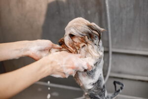 Mãos ensaboadas dando banho em um cachorro pequeno na banheira, demonstrando como dar banho em cachorro em casa de forma cuidadosa