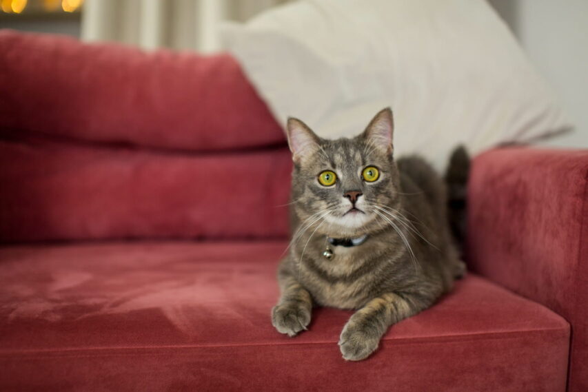 gato-arranha-moveis-1-853x569 Gato Arranha Móveis? 7 Dicas Práticas para Proteger sua Casa
