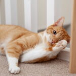 Gato arranha móveis: gato laranja e branco arranhando a perna de um móvel de madeira no chão