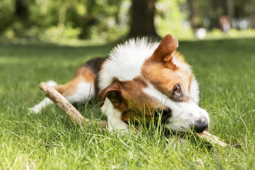 Cachorro-coca-muito-cachorro-brincando-feliz-no-gramado-com-graveto-853x568 Cachorro Coça Muito: Causas e Como Aliviar o Sofrimento.