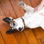Cachorro coça muito deitado de barriga para cima recebendo carinho na barriga