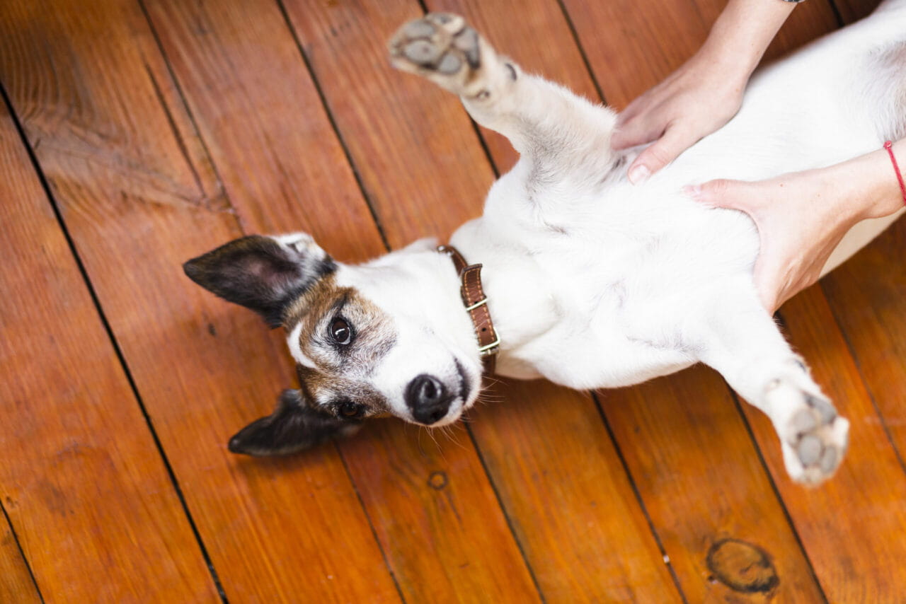 Cachorro coça muito deitado de barriga para cima recebendo carinho na barriga