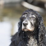 Cachorro idoso com focinho grisalho olhando para o horizonte, representando a fase madura dos cães
