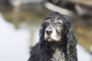 Cachorro idoso com focinho grisalho olhando para o horizonte, representando a fase madura dos cães