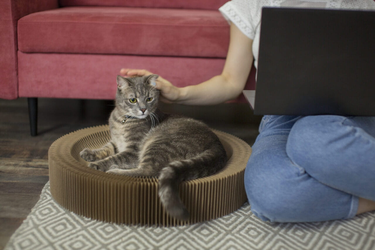 Enriquecimento ambiental para gatos: gato cinza relaxado em cama arranhador de papelão redonda