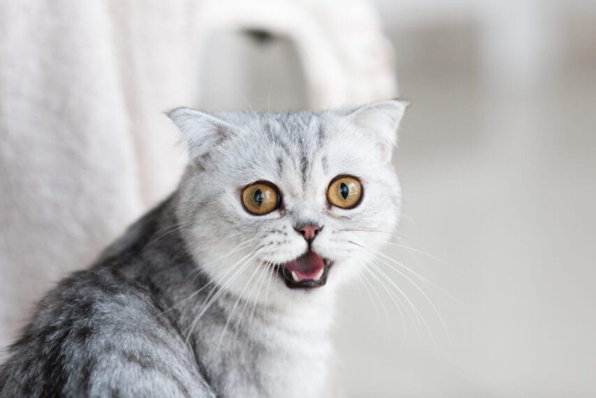 Gato-estressado-gato-cinza-com-olhos-arregalados-e-boca-aberta-853x569 Gato Estressado: Como Reconhecer e Ajudar Seu Pet.