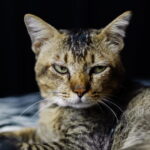 Gato estressado com expressão séria e olhar atento, demonstrando sinais de tensão felina