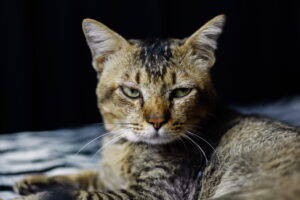 Gato estressado com expressão séria e olhar atento, demonstrando sinais de tensão felina