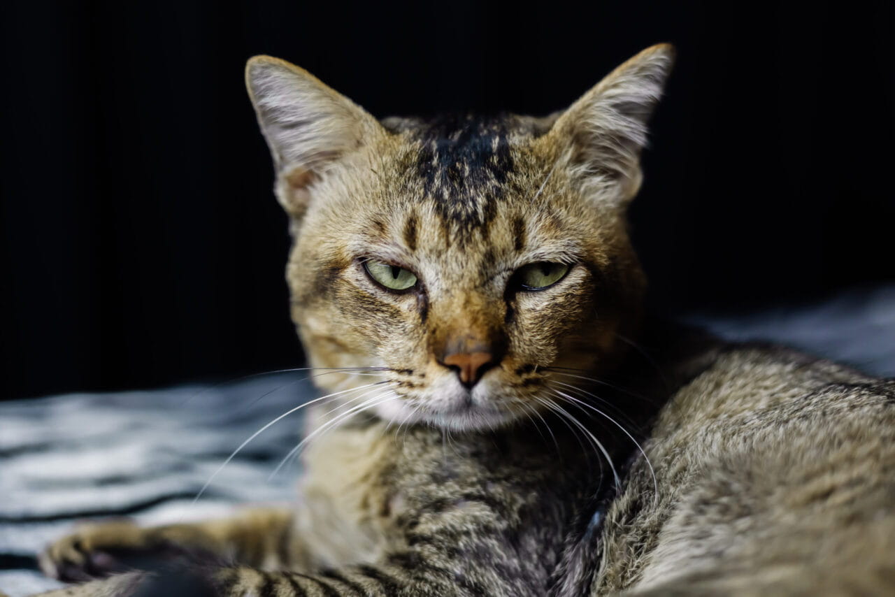 Gato estressado com expressão séria e olhar atento, demonstrando sinais de tensão felina