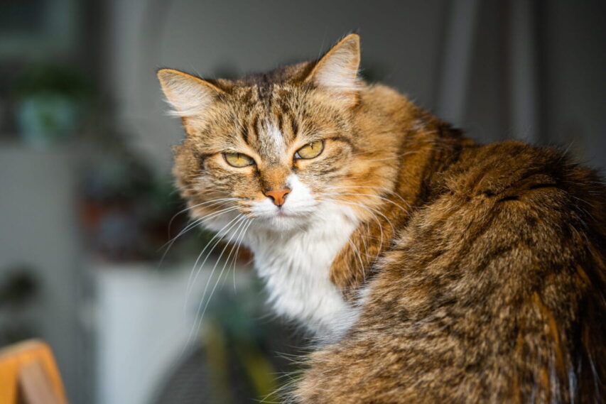 Gato-idoso-gato-tabby-fofo-com-pelagem-densa-e-olhar-sereno-853x569 Gato Idoso: Como Cuidar e Garantir Qualidade de Vida.