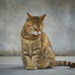 Gato idoso relaxado sentado ao ar livre, demonstrando serenidade na terceira idade felina