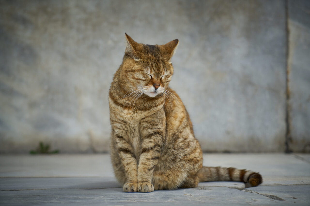 Gato idoso relaxado sentado ao ar livre, demonstrando serenidade na terceira idade felina