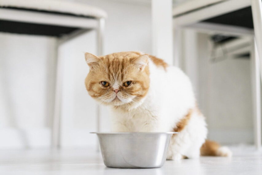 Gato-obeso-gato-laranja-gordinho-perto-da-vasilha-de-comida-853x569 Gato Obeso: Guia Prático para Emagrecer com Saúde.