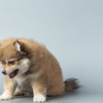 Cachorro vomitando: filhote pequeno com cara de mal-estar e desconforto estomacal