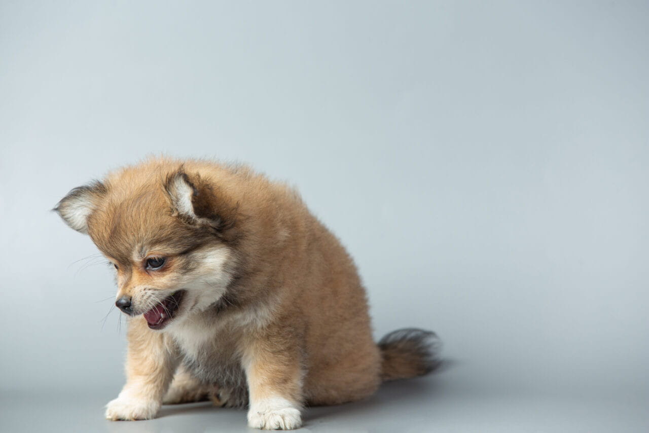Cachorro vomitando: filhote pequeno com cara de mal-estar e desconforto estomacal